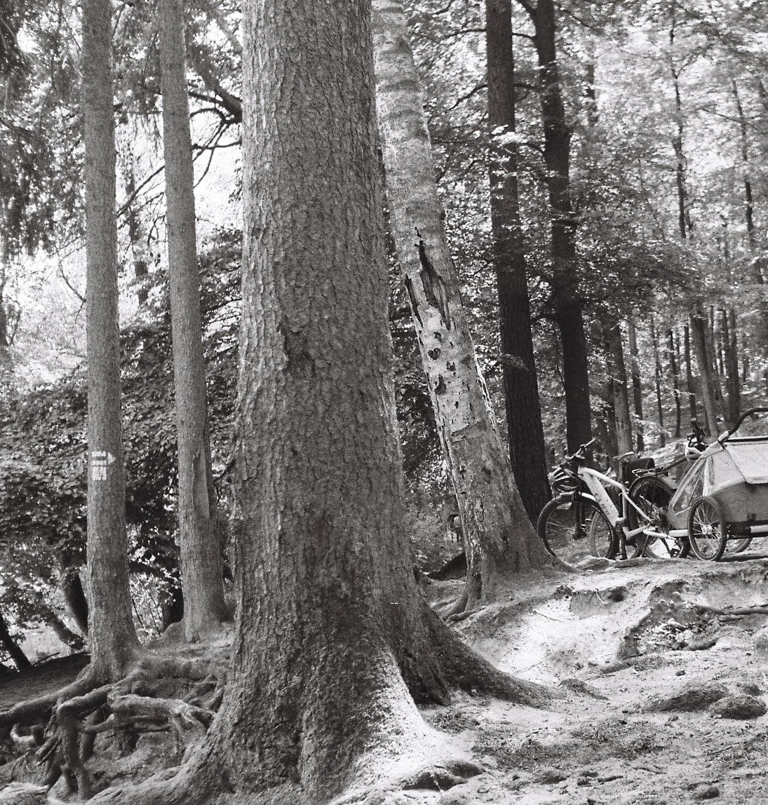 A photograph of a forest